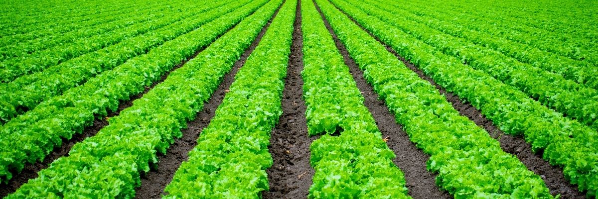 Trakya Tarım Ürünlerinin İhracat Potansiyeli