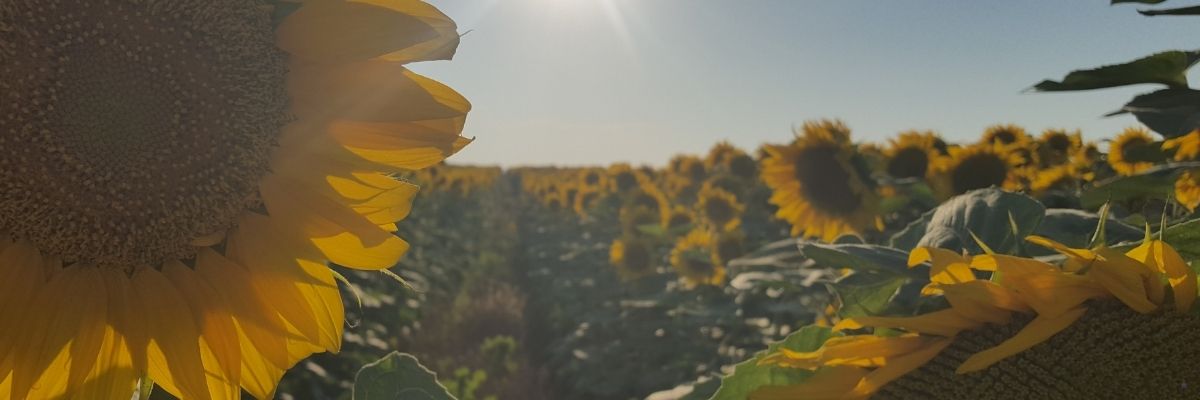Trakya’da Ayçiçeği Tarlalarında Kuraklık Alarmı
